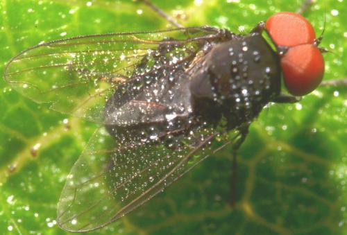Lindneromyia dorsalis